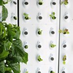 New Farm-to-School Initiative Will Grow Greens Inside MPS Classrooms