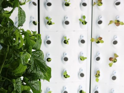 New Farm-to-School Initiative Will Grow Greens Inside MPS Classrooms