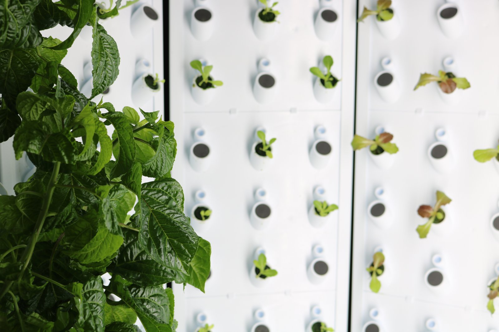 New Farm-to-School Initiative Will Grow Greens Inside MPS Classrooms