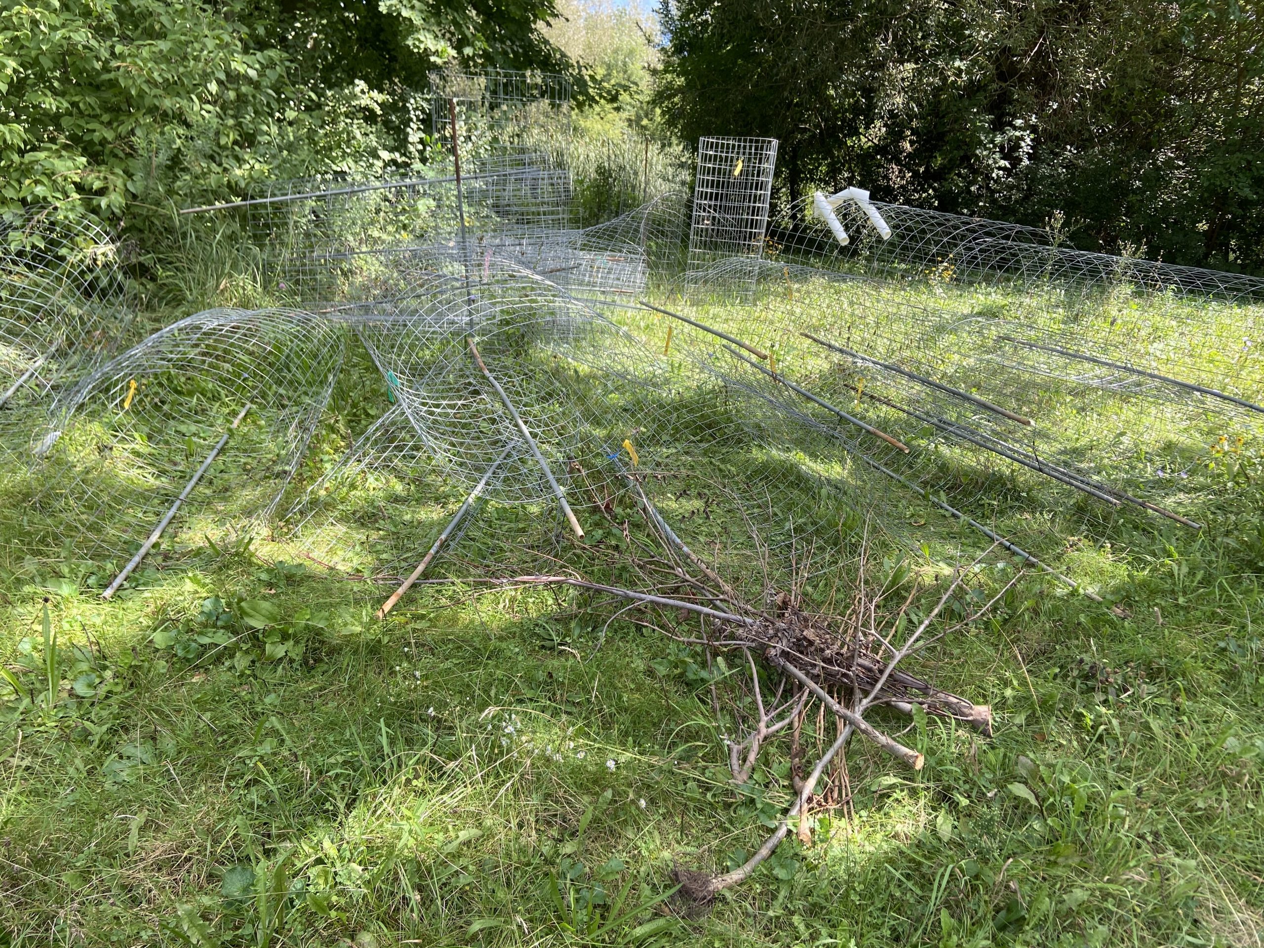 MKE County: 100 Trees Stolen From Menomonee River Parkway