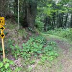 DNR Moves To Protect 1,800 Acres Of Langlade County Forest