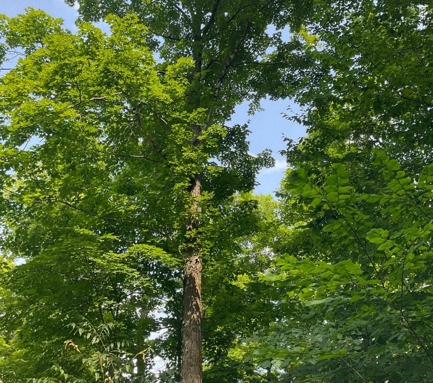 A view of forest land that would be acquired under a conservation east of Antigo in Langlade County. Photo courtesy of the Wisconsin DNR