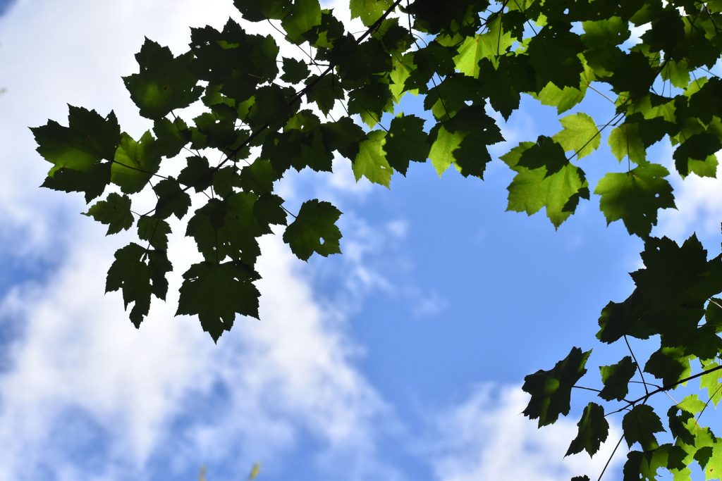 The sun filters through the forest canopy along the Tara Lila Forest Bathing Trail in Eagle River, Wis. on Aug. 8, 2026. Danielle Kaeding/WPR