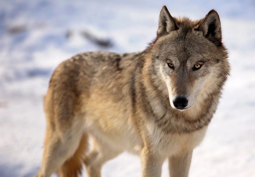 President Donald Trump has ordered removing gray and Mexican gray wolves from the federal endangered species list. Photo courtesy of the Wisconsin Department of Natural Resources
