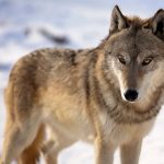 Nine Wolves Killed In Northern Wisconsin After Threats To Humans