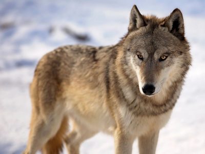 Nine Wolves Killed In Northern Wisconsin After Threats To Humans