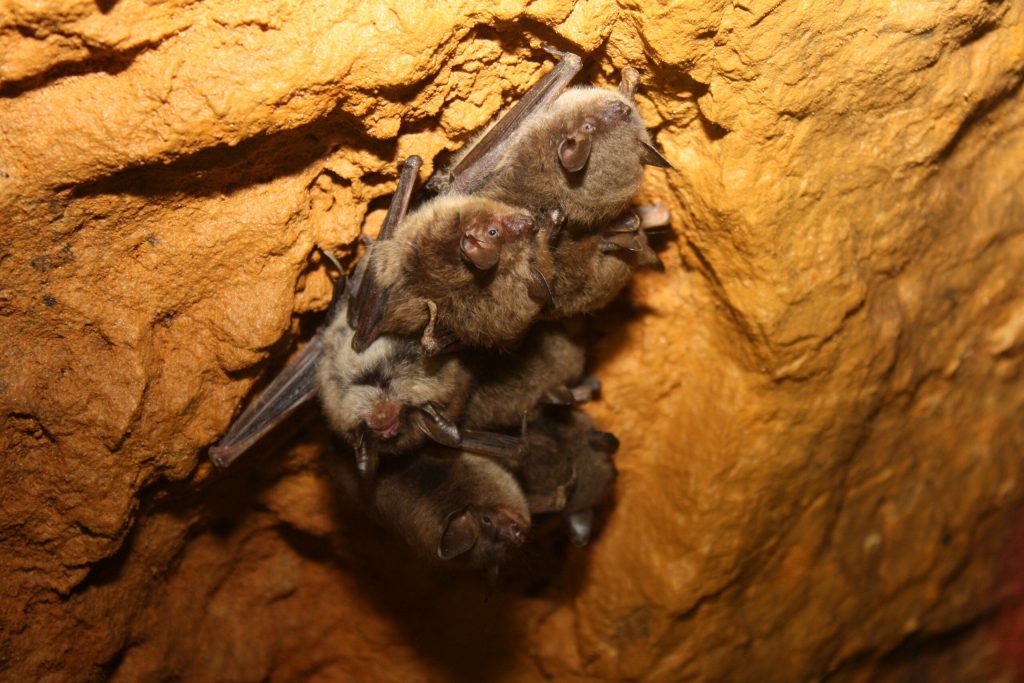 Little brown bats hibernating. Photo courtesy of the Wisconsin Department of Natural Resources