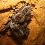 Wisconsin Has 20,000 Bats