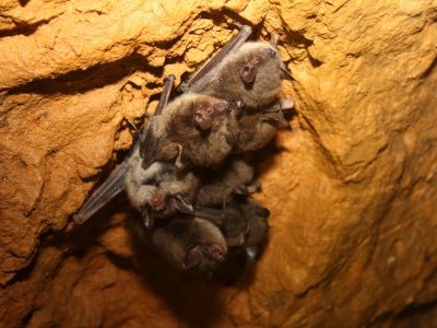 Wisconsin Has 20,000 Bats