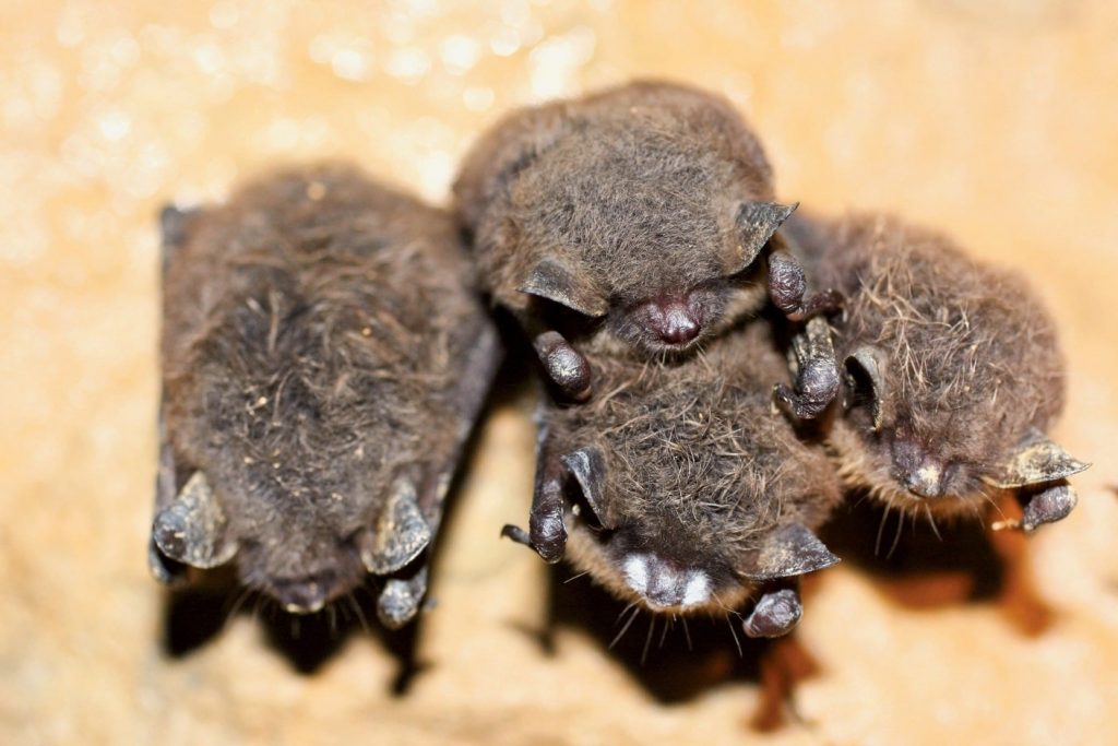 White-nose syndrome on a cluster of little brown myotis in Canoe Creek Mine. Photo courtesy of Michael Schirmacher/Bat Conservation International