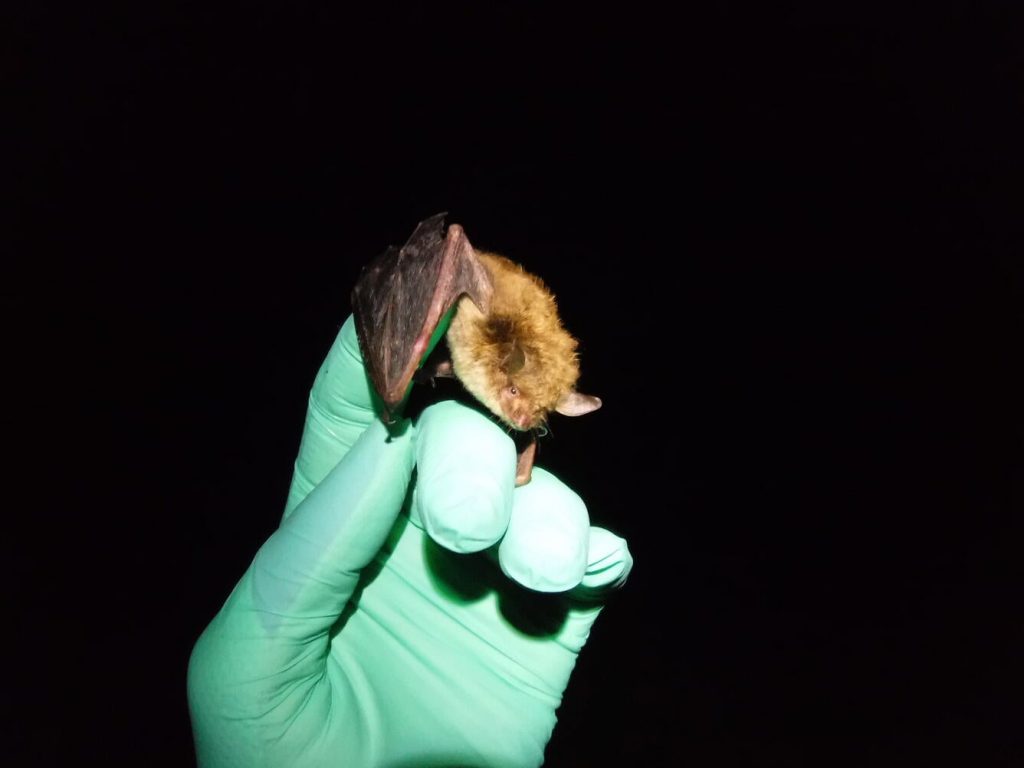 A little brown bat is being released shortly after samples are collected. Kyle George/USGS National Wildlife Health Center