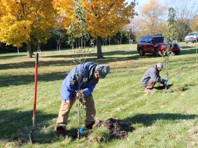DNR Has Planted 50 Million Trees in Wisconsin