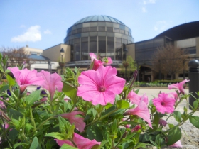 Alverno College rotunda petunias in summer