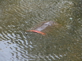 Floating Barrel