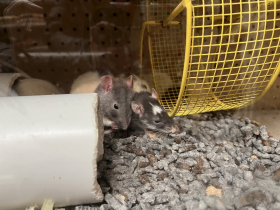 Gary's Pet Jungle