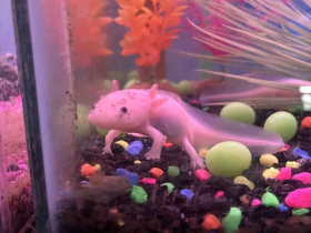 Gary's Pet Jungle