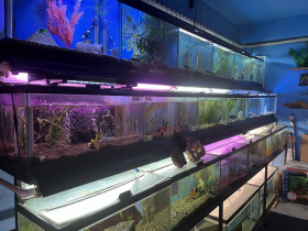 Gary's Pet Jungle
