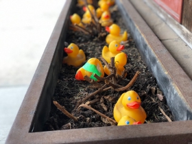 Odd Duck