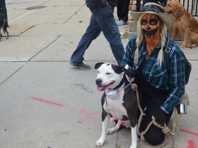 Brady Street Pet Parade