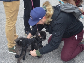 Brady Street Pet Parade