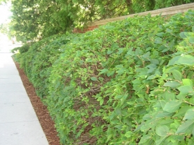 Hedging