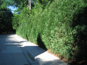 Thick Hedges