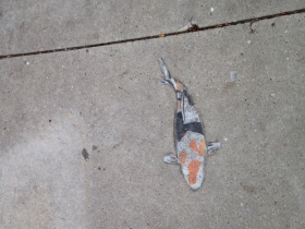 Milwaukee Koi street art located on the sidewalk just outside of Blue Jacket.