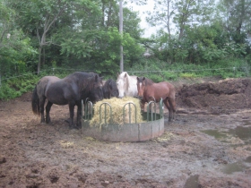 The Horse Barn