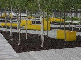 Quaking Aspen Plexiglass