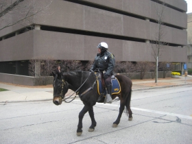 51st Veterans Day Parade.