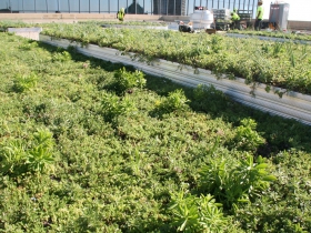 Green Roof Installation at 770 North