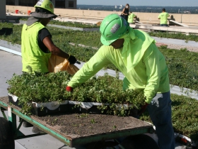 Green Roof Installation at 770 North