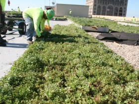 Green Roof Installation at 770 North