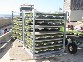 Green Roof Installation at 770 North