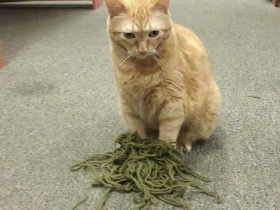 Merlin at Downtown Books