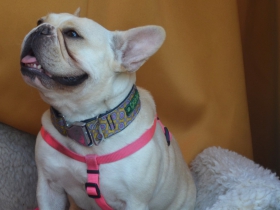French Bulldog