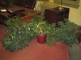 Former President Hines had a green thumb. His houseplants were immaculately tended. Not a dead leaf in sight.