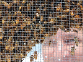 Chef Frakes and the beehives.
