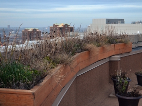 An herb garden on the rooftop of the Pfister Hotel.