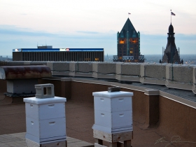 Bee hives on top of the Pfister Hotel.