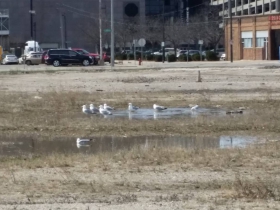 Local Waterfowl