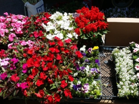 Westown Farmers’ Market