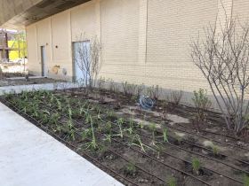 Plantings