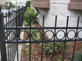 Fenced in plants.