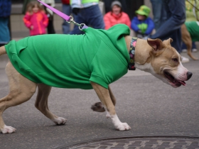 Dogs