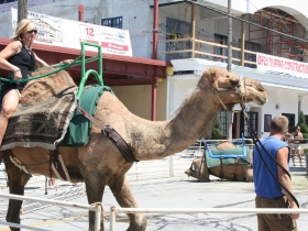 Brady Street Camel Rides