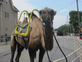 Camel