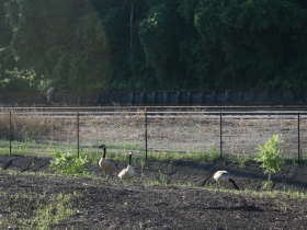 Geese enjoying the new park.