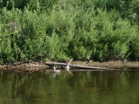 Paddling along.