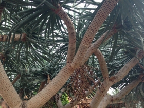 Cactus in The Domes.